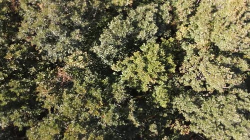 Wald Natur Flugdrohne fliegen