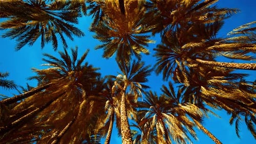 Looking Up Palm Trees Against Blue Sky Animation