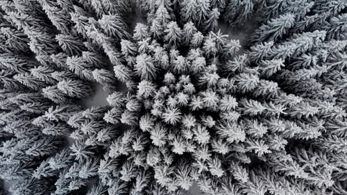 Top View Aerial Perspective of Winter Snow Covered Forest