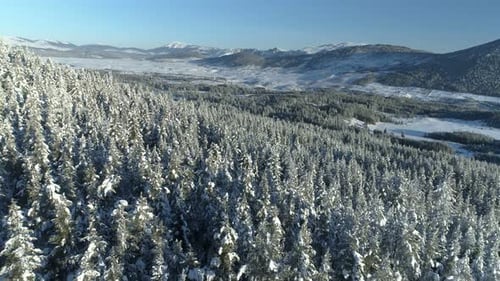 Aerial View of the Snow-covered Spruce Forest