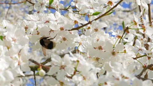 Bienenapfel-Blume