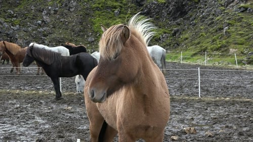Portraits of an Icelandic Brown horses, close-up, Icelandic stallion posing in a field. Furry animal