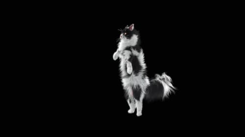 Katze tanzt HD