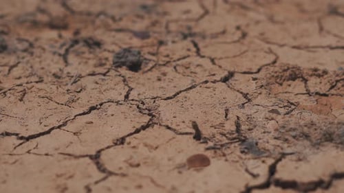 Cracked Arid Earth With Blades of Grass