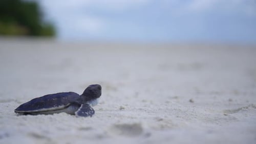 Eine kleine Meeresschildkröte kriecht am Strand.