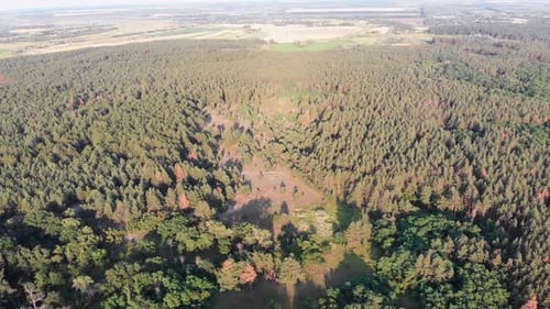 Aerial View on Pine Forest. Wood Park with Green Trees. View From Above