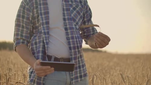Man Using Tablet in Golden Wheat Field