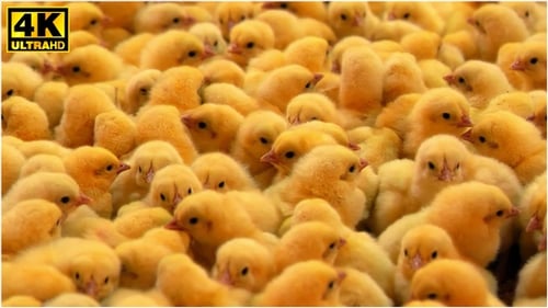 Numerous Newborn Yellow Chicks Huddled Together Closely