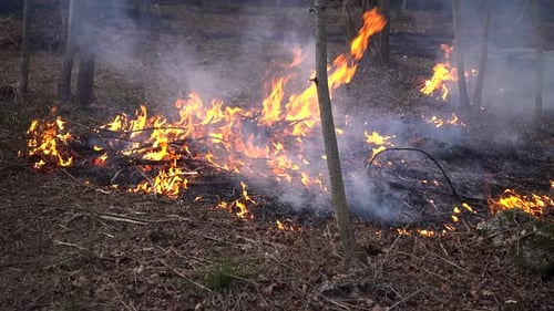 Forest Fire