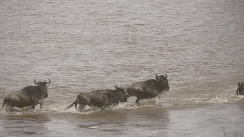 Wildebeest Herd Crossing River in Natural Habitat