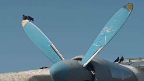 Old Plane with Birds Perched on Propellers