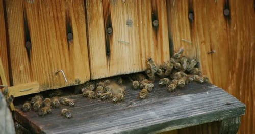 Close Up of Swarm of Bees in Wooden Hive