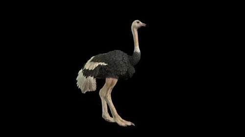 Ostrich Idle