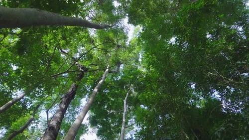 Green Jungle