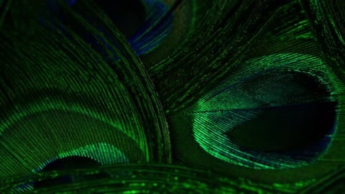 Very Beautiful Peacock Feathers. Natural Rotating Colorful Pattern. Green Neon Light. Macro Close-up
