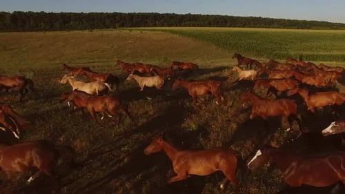 Horses Galloping on Meadow.