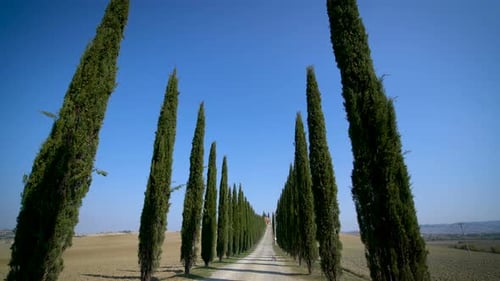 Cypress Trees Row along Tuscany Road - Driver POV