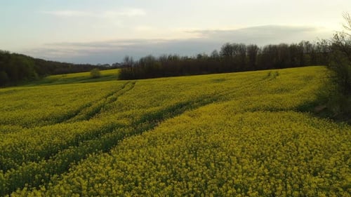 Frühlings-Agrarlandschaft aus der Luft 2