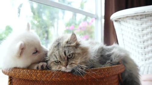 Puppy Shows Love to Cat in Basket