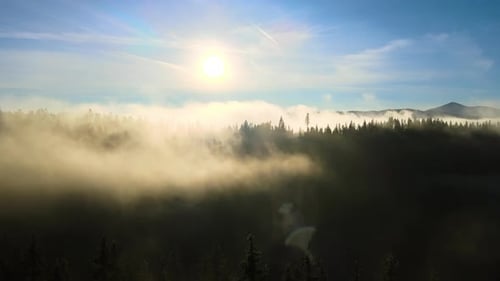 Aerial View of Dark Green Pine Trees in Spruce Forest with Sunrise Rays Shining Through Branches in