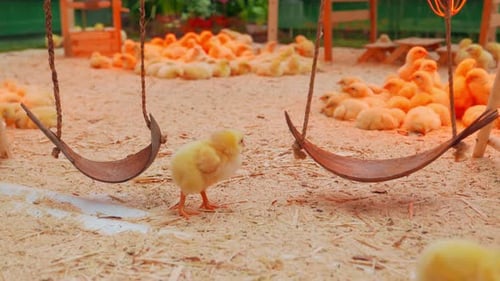 Easter Chickens