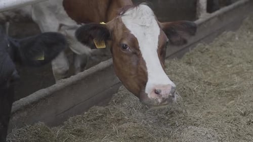 Calves Feeding Process on Modern Farm. Close Up Cow Feeding on Milk Farm. Cow on Dairy Farm Eating