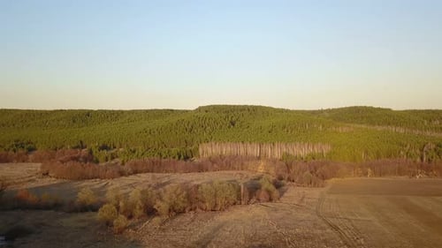 Nature forestière au début du printemps