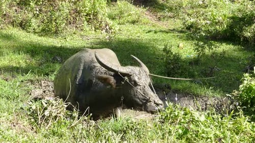 Water buffalo stepping and rolling in a waterpool