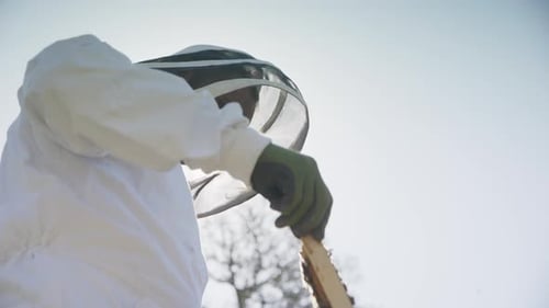 BEEKEEPING - Beekeeper inspects a beehive frame, slowmo low angle medium shot