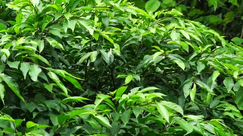 Tropical Green Leaves