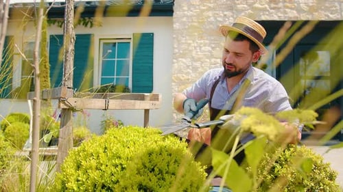 A Male Gardener Takes Care of the Bushes in the Yard of His House