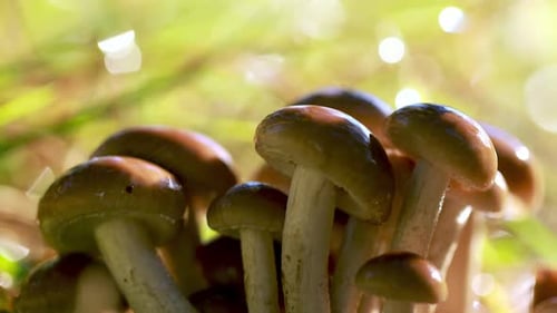 Armillaria Mushrooms of Honey Agaric In a Sunny Forest in the Rain