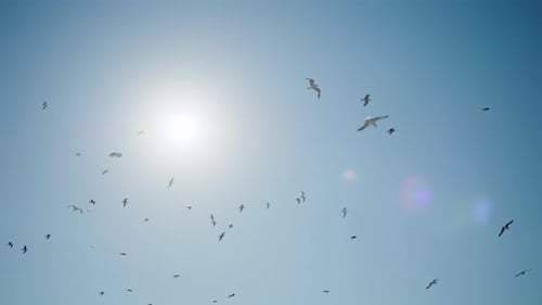Beautiful Birds with Long Wings and Sunrise in the Background