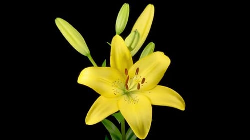 Time Lapse of Yellow Lily Blooming on Black