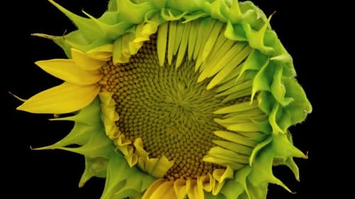 Yellow Sunflower Blooming in Time Lapse, Close Up