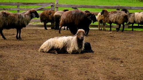 Sheep Farm with Sheep and Goats