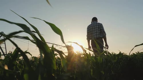 Farmer Walks Through Cornfield at Sunset