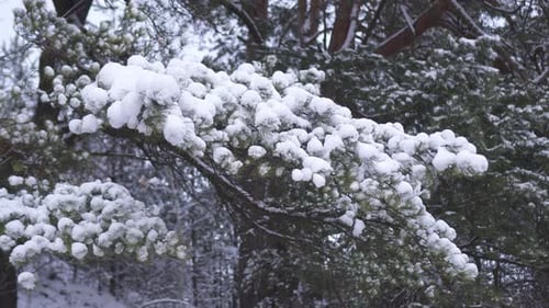 Von Schnee bedeckte Äste