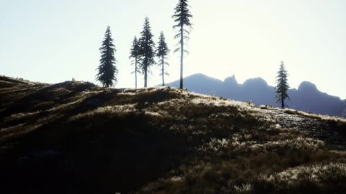 Trees on Meadow Between Hillsides with Conifer Forest