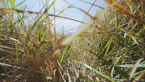 Nahaufnahme von Dolly von grünem Gras auf dem Feld an einem sonnigen Tag