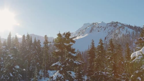 Floresta de neve no topo das montanhas no inverno durante a manhã ensolarada