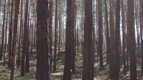 Ein Spaziergang durch den Pinienwald an einem strahlend sonnigen Tag