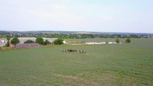 Horses Being Ridden Through Field, Aerial Shot