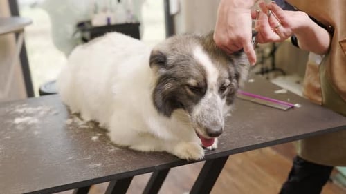 Dog Getting Groomed at Pet Salon