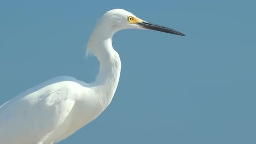 White Heron Wild Sea Bird Also Known As Great Egret on Seaside in Summer