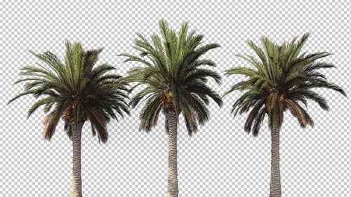 Realistic Swaying Palm Trees with Alpha Channel Loop