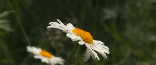 Close-up of a Daisy with Water Droplets
