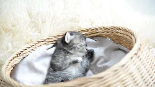 Sleeping Kitten Curled Up in a Basket