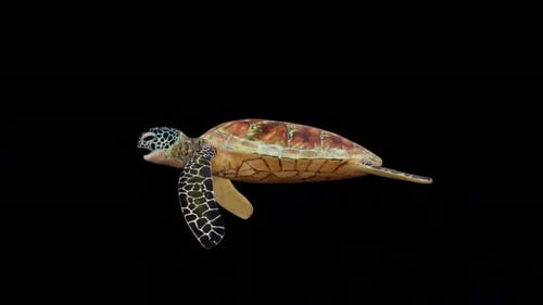 Green Turtle Swimming Side View