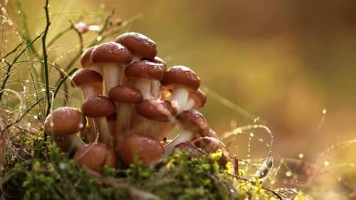 Armillaria Mushrooms of Honey Agaric In a Sunny Forest